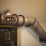 爱猫人士的猫咪传送系统