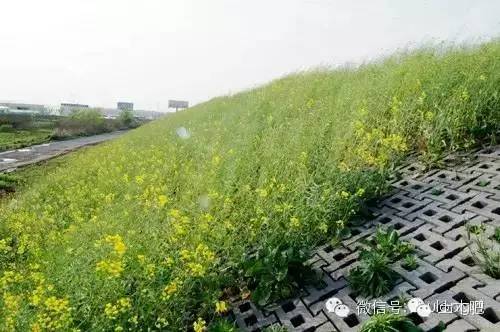土壤修复技术:改善土地健康的关键