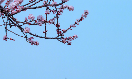 故宫的桃花