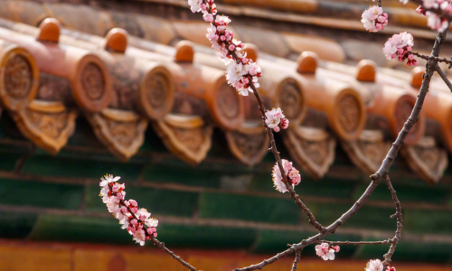 故宫的桃花
