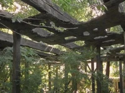 烧杉遮阳架构，石上纯也新作：木阴云