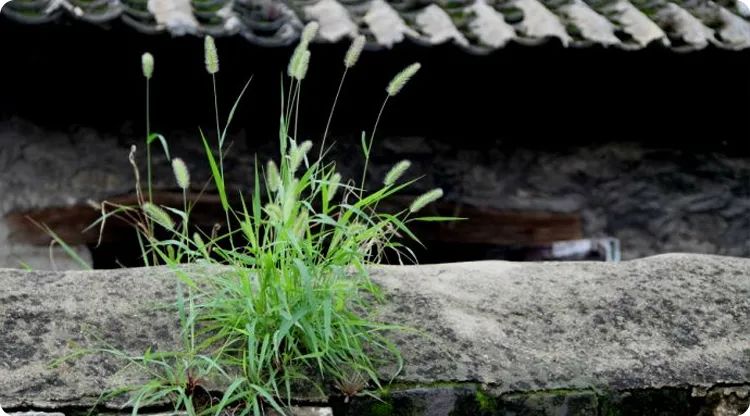 农村自家院子的种树风水，你们家栽对了吗？